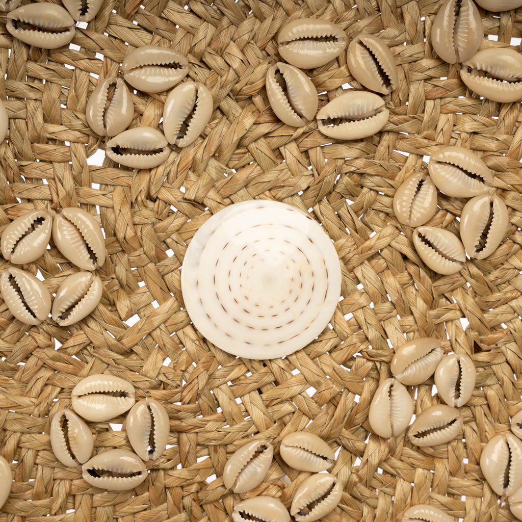The Caribbean Shell Plate - Natural White - M